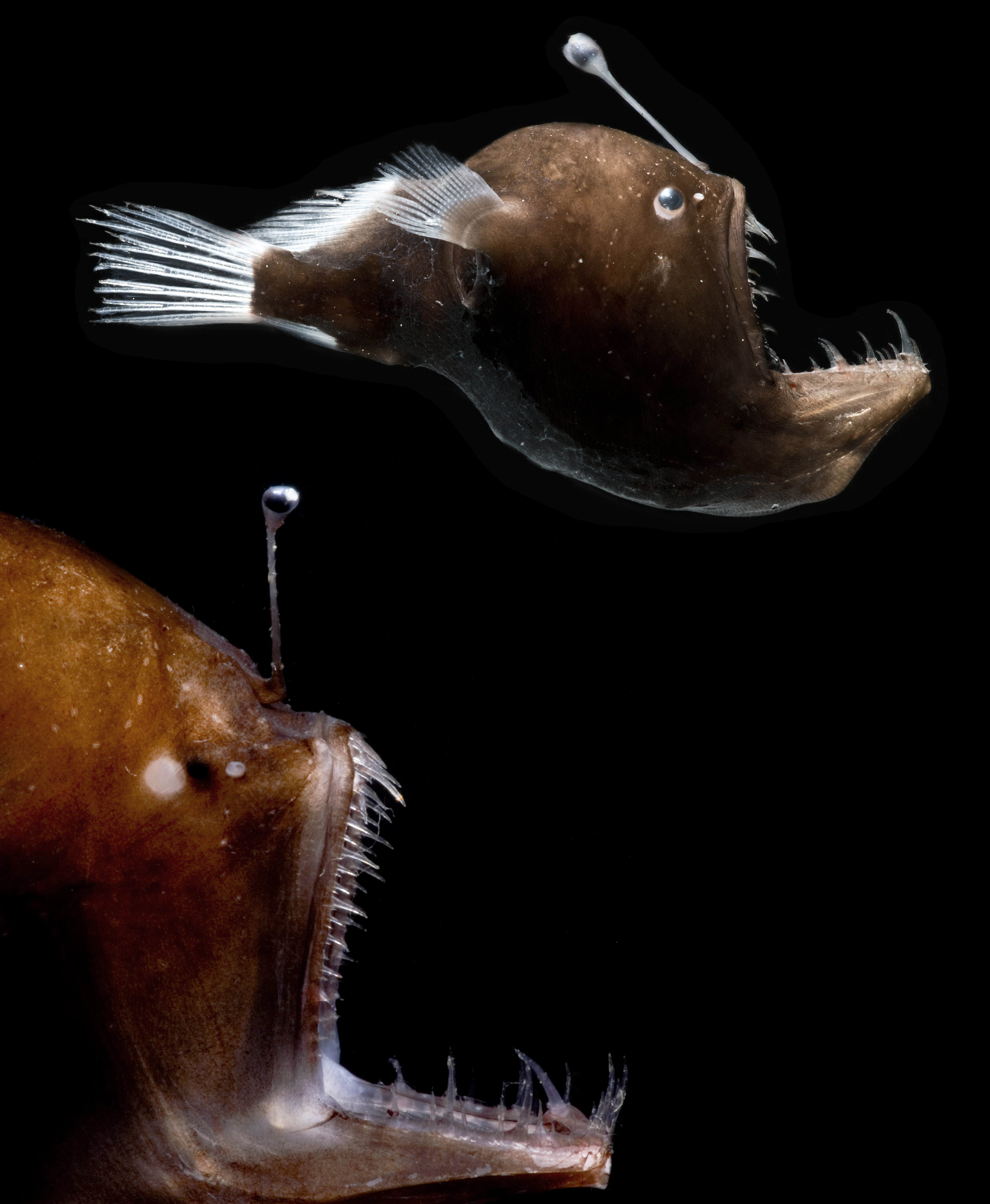 Anglerfish  Laboratory News