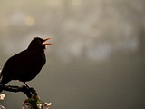 Harvard team uses rubber to mimic complex birdsongs
