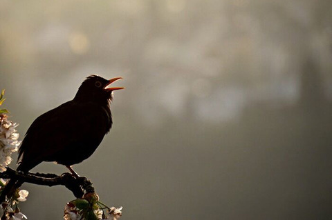 Harvard team uses rubber to mimic complex birdsongs