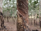 MRB sees mixed outlook for rubber prices